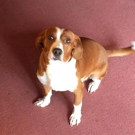 Hotel Capriccio Cervia