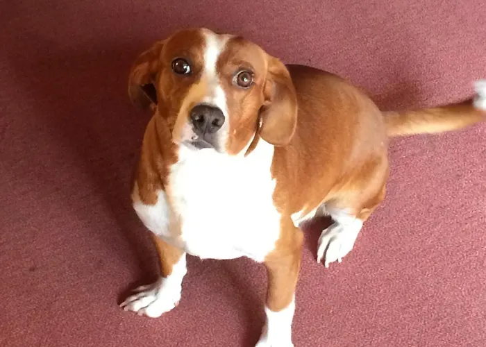 Ξενοδοχείο Capriccio Τσέρβια